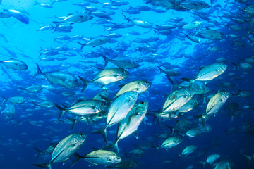 Fototapeta na wymiar School of Jackfish in a blue ocean