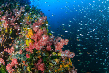 Naklejka na ściany i meble Colorful tropical fish on a coral reef in Asia