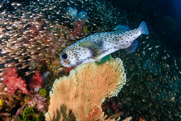 Porcupine Fish on a coral reef
