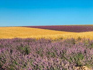 Fototapeta na wymiar landscape field of lavender and yellow wheat before the harvest