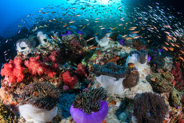Fototapeta na wymiar Colorful tropical fish on a coral reef