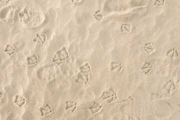 Birds footprints on yellow sea sand