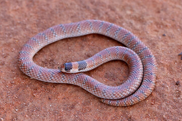 Fototapeta premium Close up of Australian Coral Snake