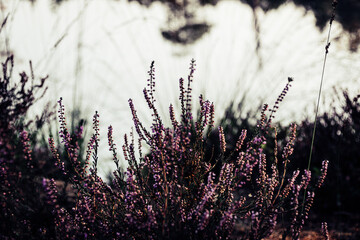 Blühende Heide im Pietzmoor