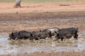 Feral pigs wallowing in mud pool