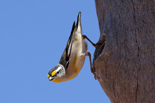 Striated Pardalote perched outside nest hole in tree