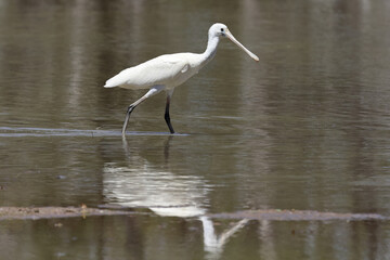Naklejka premium Yellow-billed Spoonbill feeding in shallow water