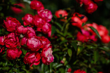 暗めの紅白バラの花