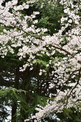 Cherry blossom in a park