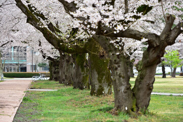Cherry blossom in a park