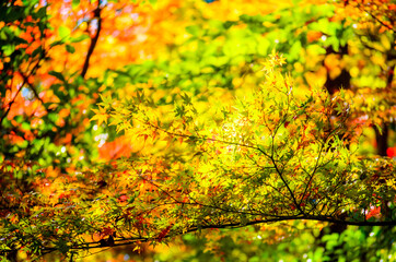 紅葉したカエデの葉