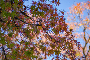 紅葉したカエデの葉