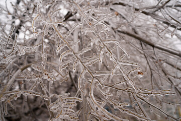 trees and spruce in winter