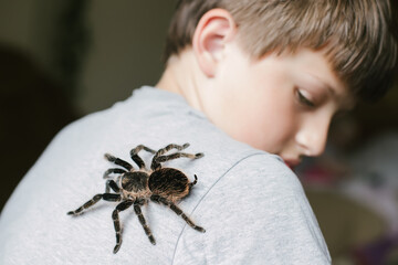 Tarantula spider on boy's on back. Scary pet Brachypelma albopilosum plays with child. Caring for animals at home. Arachnophobia.