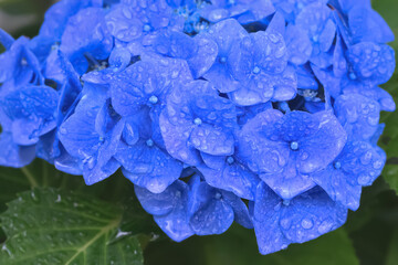 雨上がりの紫陽花（Hydrangea）