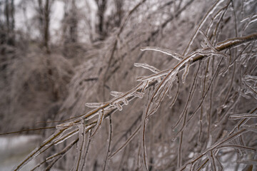 Fototapeta premium trees and spruce in winter