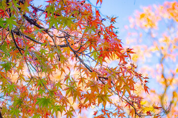 紅葉したカエデの葉