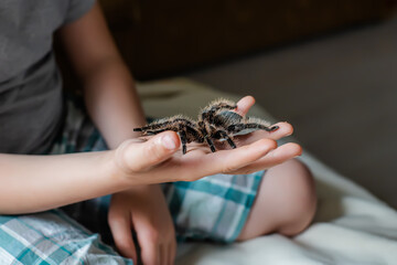 large tarantula on child's arm. scary spider crawls over a boy.