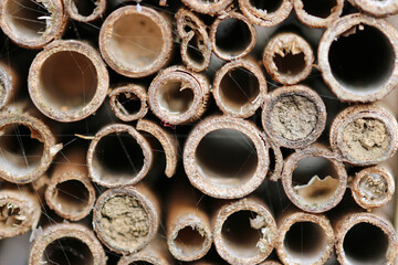 Bug hotel bamboo canes