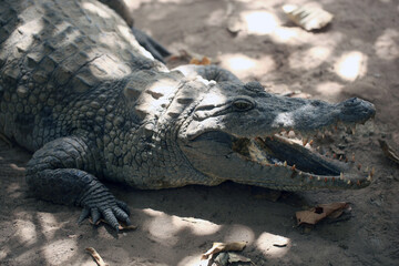 closeup nature  -  photography of a big crocodile head, with mouth open, outdoors on a sunny day in Katchikally, Gambia, Africa
