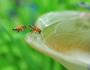 Two honey bees coming for a cool drink of water in backyard bird bath