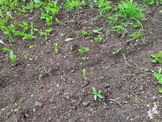 lettuce growing in the garden