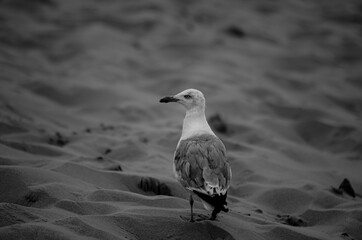 Möwe im Sand