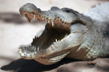 closeup nature  -  photography of a big crocodile head, with mouth open, outdoors on a sunny day in Katchikally, Gambia, Africa