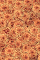 purple, pink roses background close-up