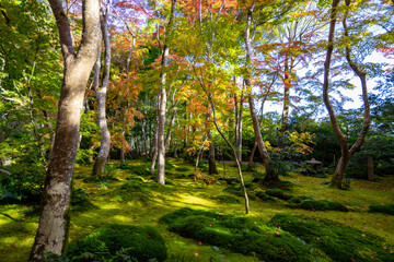 Fototapeta premium 紅葉の訪れ