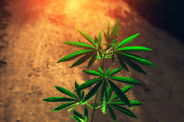  marijuana  background at sunset. bush cannabis.