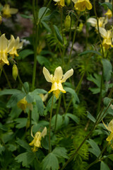Yellow Columbine Blossom Blooms in Alpine