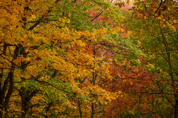 Yellow Leaves in Fall Forest