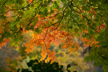 Fall Leaves Change Colour