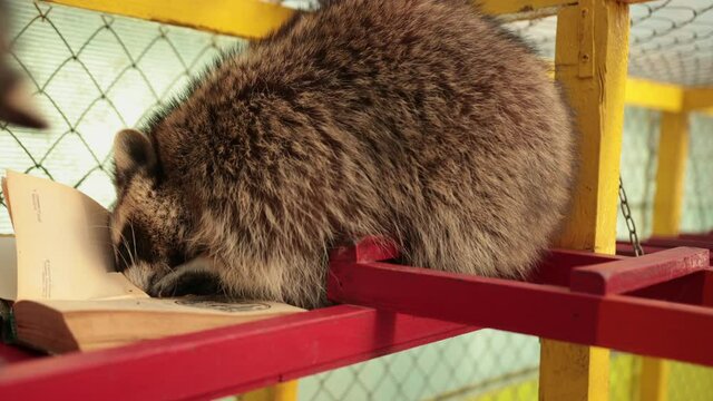 Cute raccoon reading big book. Zoo. Little racoon student studies an interesting textbook, back to school concept. Funny humanized grey coon animal character