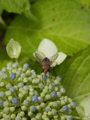 アジサイの蜜を吸うハエの一種