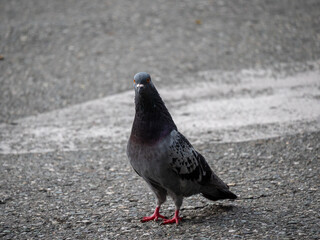 Pigeon, Species of Birds in the family Columbidae (order Columbiformes) Standing on Asphalt at Day