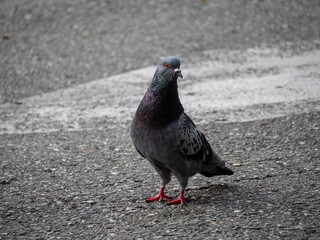 Pigeon, Species of Birds in the family Columbidae (order Columbiformes) Standing on Asphalt at Day