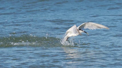 Sandwich Tern (Thalasseus sandvicensis)  diving and catching a small fish in the Gulf of Mexico at St. Pete Beach, Florida
