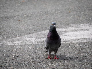 Pigeon, Species of Birds in the family Columbidae (order Columbiformes) Standing on Asphalt at Day