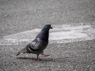 Pigeon, Species of Birds in the family Columbidae (order Columbiformes) Walking on Asphalt at Day