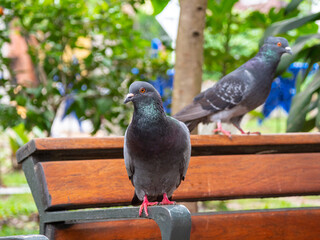 Pigeon, Species of Birds in the family Columbidae (order Columbiformes) Standing on top of a Park Bench