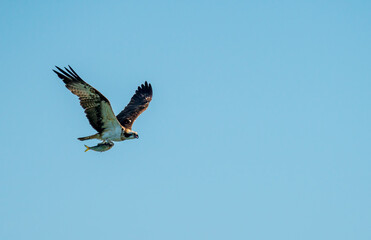 Fototapeta premium エサの魚を運ぶミサゴ