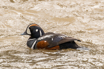 Harlequin Duck