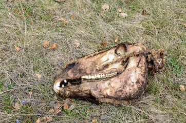 Skull of horse in grass in mountain. Dead animals. Bone remnants lying in field. Drought season....