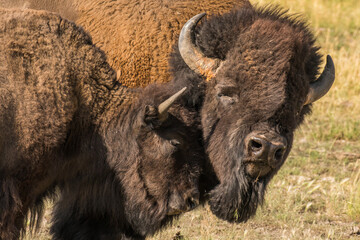 Bison Cuddle