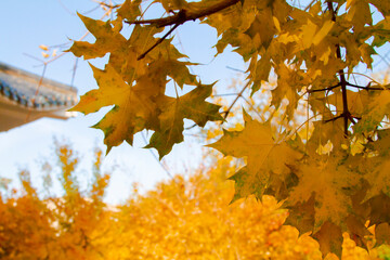Autumn in the city. Maple fall colors under the roof.