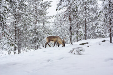 The deer in the snow of winter forest.