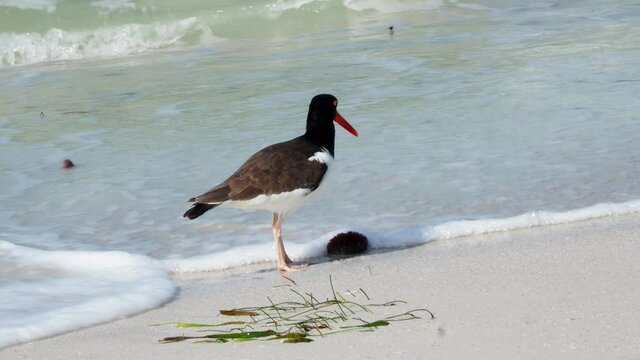 American Oystercatcher feeding on a Sea Urchin at St. Pete Beach, Florida on the Gulf of Mexico.