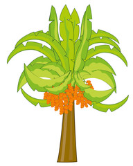 Vector illustration of the palm with fruit date
